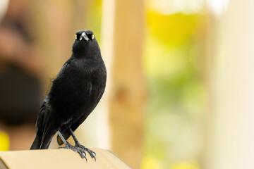 Black bird Great-tailed grackle with black plumage with and yellow eye on the yellow warm background perched on the chair.