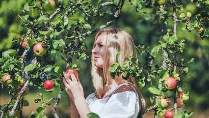 Young blonde woman harvesting ripe red apples in sunny fruit orchard, enjoying fresh healthy produce from her garden © Довидович Михаил