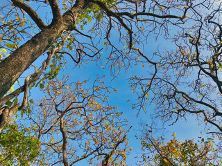 Forest scene in Binh Thuan, Vietnam at the end of the dry season with bare tree trunks. Some trees have sprouted new leaves, while others have not yet shed all their red leaves.