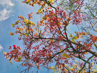 Forest scene in Binh Thuan, Vietnam at the end of the dry season with bare tree trunks. Some trees have sprouted new leaves, while others have not yet shed all their red leaves.