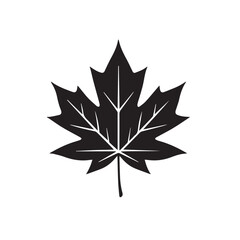 maple leaf vector illustration 