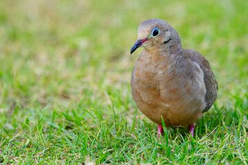 Cute bird Mourning dove is foraging on the ground in green grass of the summer garden.
