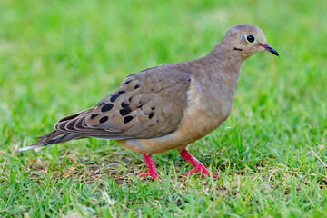 Cute bird Mourning dove is foraging on the ground in green grass of the summer garden.