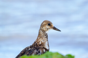 Cute little shore bird Ruddy turnstone in nonbreeding plumage is standing on a green mossy rock at...