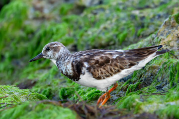 Cute little shore bird Ruddy turnstone in nonbreeding plumage is standing on a green mossy rock at the ocean beach.