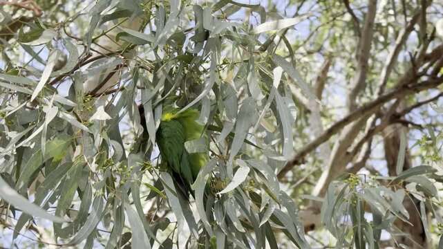 close-up on a small colorful musk lorikeet hanging head down and feeding on eucalyptus flowers spotted in Lochiel Park Southern Wetland, klemzig, adelaide, south australia. australian common birds