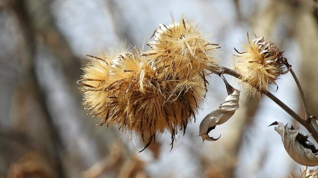 [4K] Dried Seed Heads of Synurus pungens (Oyamabokuchi) in Early Spring: Winter Remains in the Mountains 【4K】早春の山地に残るオヤマボクチ（雄山火口）の枯れ姿：学名 Synurus pungens の種子と冠毛 撮影日：20250324-1