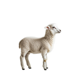 Obraz premium A Cute Lamb on Transparent Background