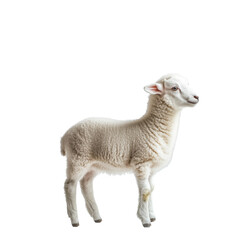 Fototapeta premium A Cute Lamb on Transparent Background