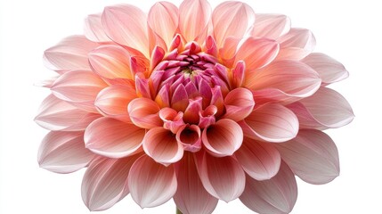 Delicate, peachy-pink dahlia