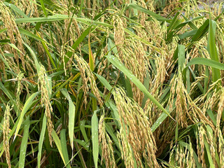 paddy rice plant in rice fields