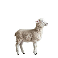 Fototapeta premium A Cute Lamb on Transparent Background