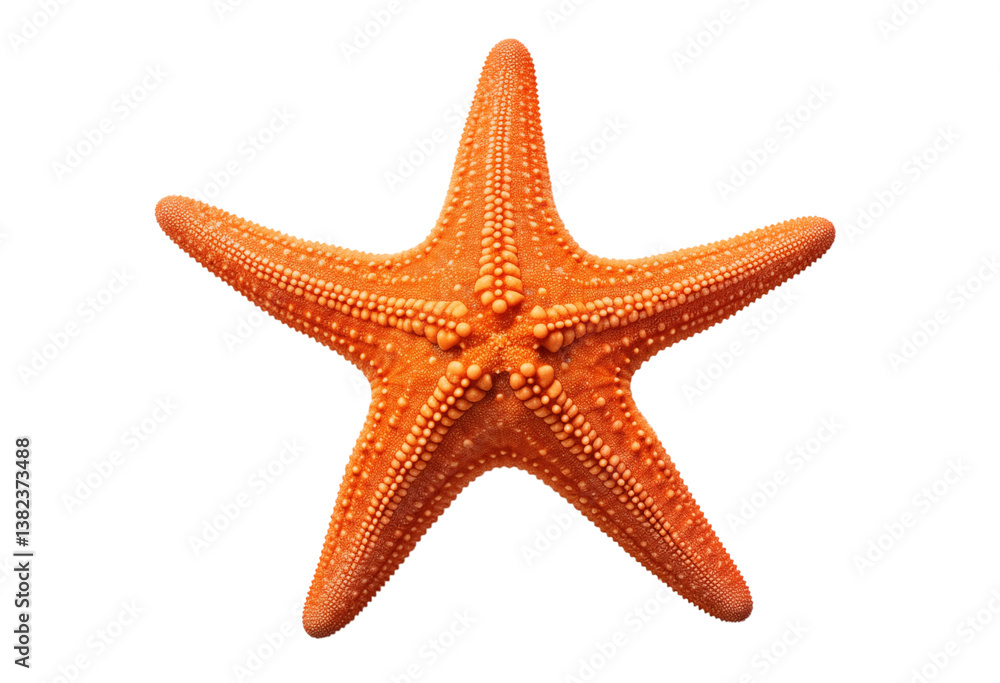 Poster a vibrant orange starfish with textured surface displayed against a stark centered frame on transpar