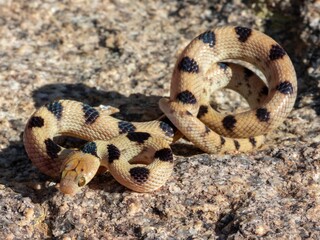 Obraz premium Spotted snake on rocky surface in sunlight