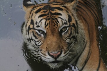 closeup of a sumatran tiger in water