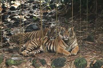 A pair of Sumatran tigers relaxing in the bushes