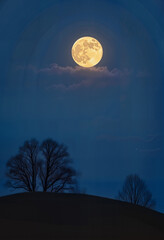 Fototapeta premium Full Moon Illuminating Silhouetted Trees Against Night Sky 