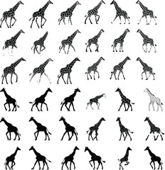 Giraffes Walking Silhouette | Tall Animal in Motion and Nature Scene Artwork Giraffes Walking Silhouette | Wildlife Animal Vector and African Safari Illustration
