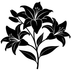 lily flower isolated on white background