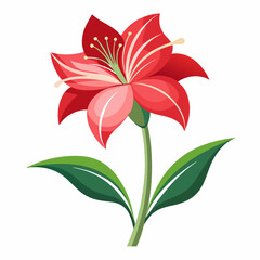 red lily flower