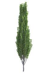 An young isolated black poplar tree, Populus nigra