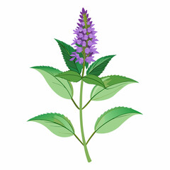 pink flower isolated on white