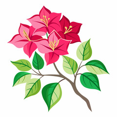 pink flower isolated on white background