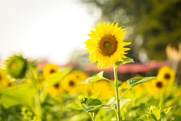 Golden Sunflowers field at blooming farm agricultural Summer sunset and blue sky background texture with white clouds in Thailand