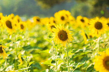 Fototapeta premium Golden Sunflowers field at blooming farm agricultural Summer sunset and blue sky background texture with white clouds in Thailand
