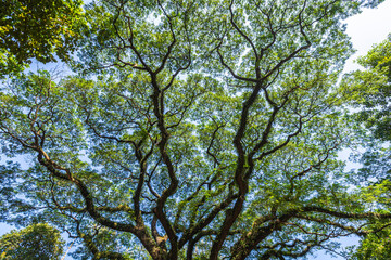 beautiful green leaves branch shining  silhouette of big tree with the sun rays and blue sky background.
