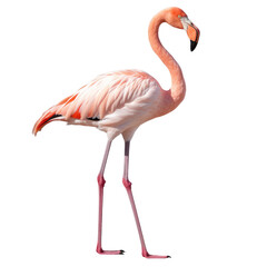 Fototapeta premium Pink Flamingo Image on transparent background