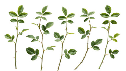 green leaves background, collection of small rose leaf twigs with five leaves isolated against a flat background