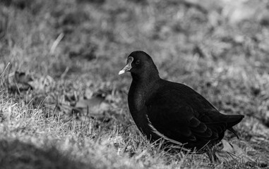 Common moorhen walking near to the water