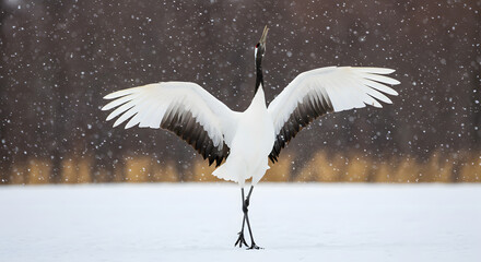 The Graceful Red-Crowned Crane Dancing in the Snow
