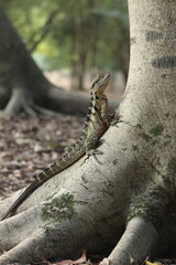 Australian water dragon