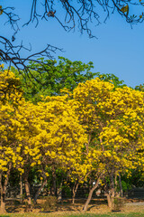 Fototapeta premium Beautiful blooming Yellow Golden trumpet tree or Tabebuia aurea roadside of the Yellow that are blooming with the park in spring day in the garden and sunset sky background in Thailand.