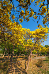 Fototapeta premium Beautiful blooming Yellow Golden trumpet tree or Tabebuia aurea roadside of the Yellow that are blooming with the park in spring day in the garden and sunset sky background in Thailand.