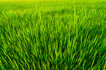 Scenic view landscape of Rice field green grass with field cornfield or in Asia country agriculture harvest with fluffy clouds blue sky sunset evening background.