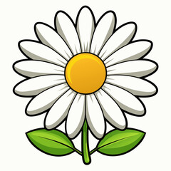 daisy flower isolated on white