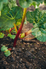 Fresh rhubarb in the garden, close-up of juicy red stems and shoots with copy space