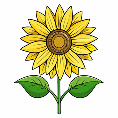 sunflower isolated on white