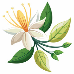vector illustration of a lily