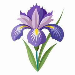 iris flower isolated on white