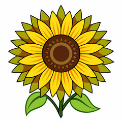 sunflower on white background