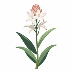 pink lily isolated on white background