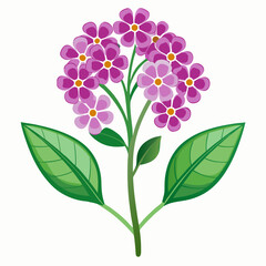 lilac branch isolated on white