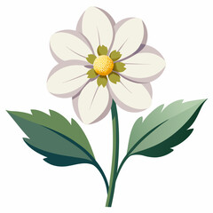 vector illustration of a camomile