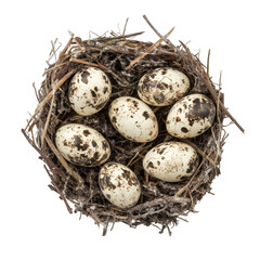Obraz premium A bird's nest filled with speckled eggs against a black background viewed from directly above