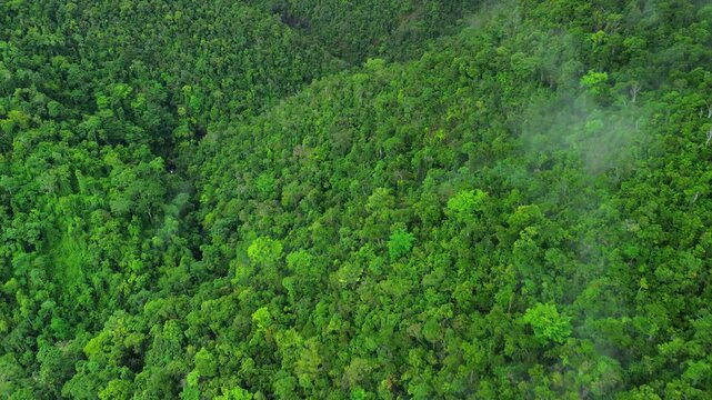 Estrella rainforest canopy in Palawan with dense tropical trees mist patches steep green hillside and small stream hidden in the forest