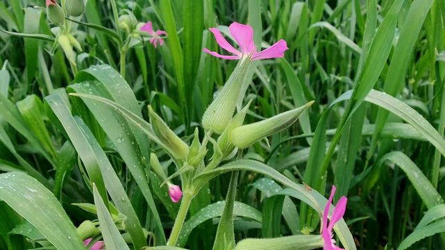 Silene conoidea, weed silene and large sand catchfly